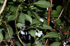 Cyrtandra hashimotoi