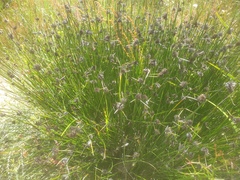 Mesomelaena tetragona