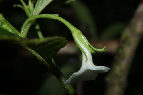 Maui cyrtandra (Cyrtandra hashimotoi)