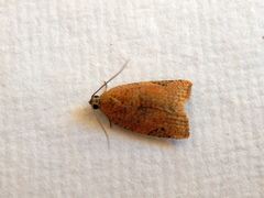 Meritastis ursina
