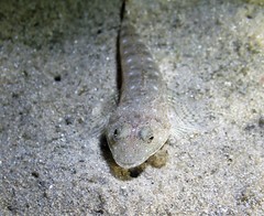 Platycephalus grandispinis