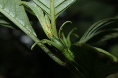 Cyrtandra hashimotoi