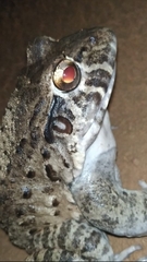 Leptodactylus labyrinthicus