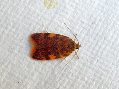 Oligoloba severa