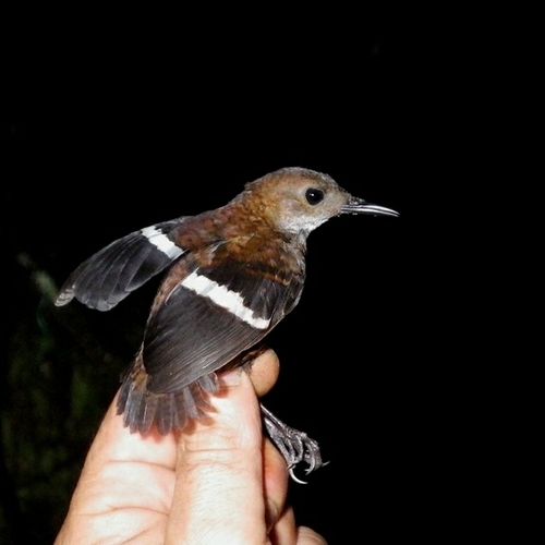 Wing-banded Wren (Microcerculus bambla), photo 9