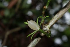 Cyrtandra hashimotoi