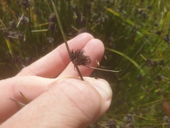 Mesomelaena tetragona