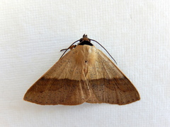Ophyx ochroptera