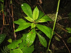 Cyrtandra hawaiensis