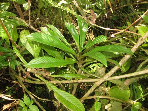 Cyrtandra hawaiensis