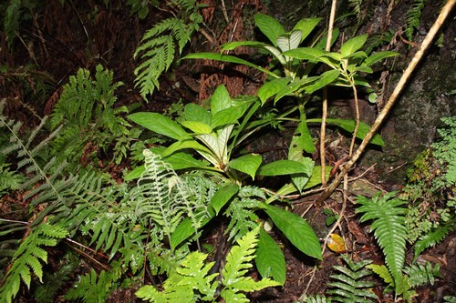 Cyrtandra hawaiensis observed 2013-06-01