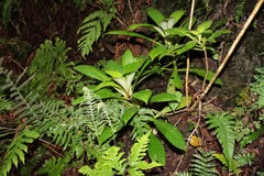 Cyrtandra hawaiensis