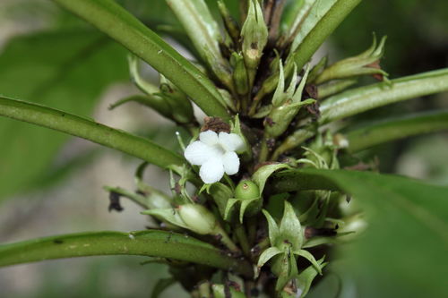 Cyrtandra hawaiensis