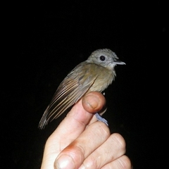 Thamnomanes ardesiacus