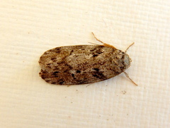 Philobota mucida