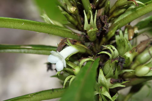 Cyrtandra hawaiensis observed 2010-09-07