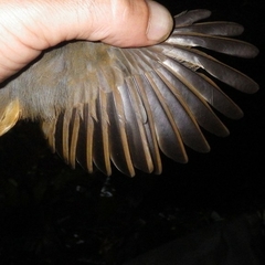 Thamnomanes ardesiacus