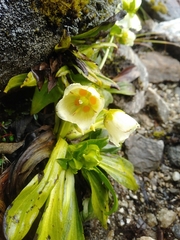 Swertia pseudohookeri