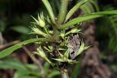 Cyrtandra hawaiensis