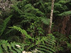 Cyrtandra hawaiensis