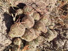 Escobaria chihuahuensis