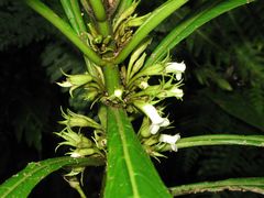 Cyrtandra hawaiensis