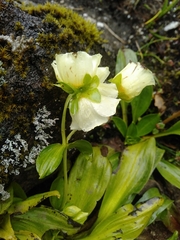 Swertia pseudohookeri