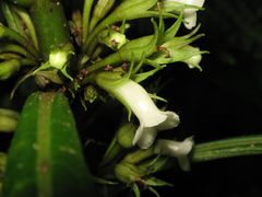 Cyrtandra hawaiensis