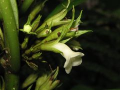 Cyrtandra hawaiensis