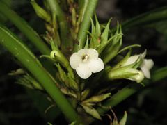 Cyrtandra hawaiensis