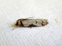 Philobota transversella
