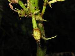 Cyrtandra hawaiensis