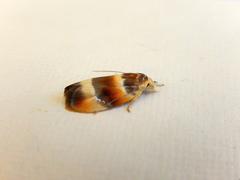 Piloprepes anassa