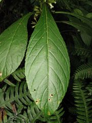 Cyrtandra hawaiensis