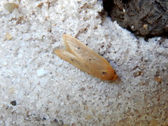 Platoloncha psamathina