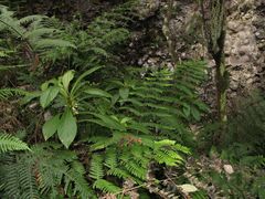 Cyrtandra hawaiensis