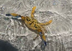 Callinectes marginatus