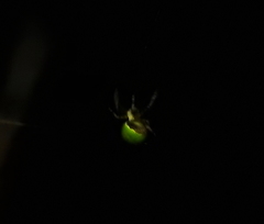 Araneus detrimentosus