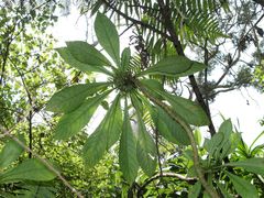 Cyrtandra hawaiensis