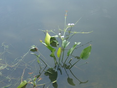 Echinodorus palifolius