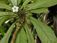 Cyrtandra hawaiensis