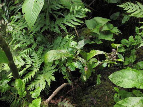 Cyrtandra hawaiensis observed 2011-10-16