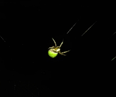 Araneus detrimentosus