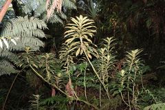 Cyrtandra hematos