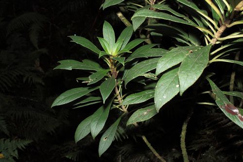 singleflower cyrtandra (Cyrtandra hematos)