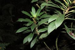 Cyrtandra hematos