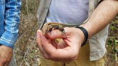 Pholidoscelis dorsalis