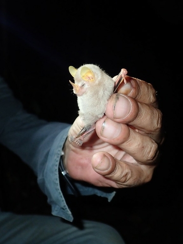 MacConnell's Bat