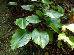 Thaumatococcus daniellii