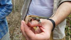 Pholidoscelis dorsalis